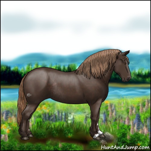 Horse Color:Liver Chestnut Rabicano