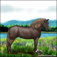 Horse Color:Liver Chestnut Rabicano 