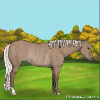 Horse Color:Silver Grullo Rabicano 