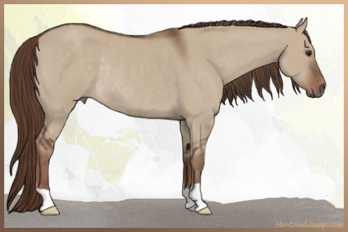 Horse Color:Liver Red Dun Rabicano 
