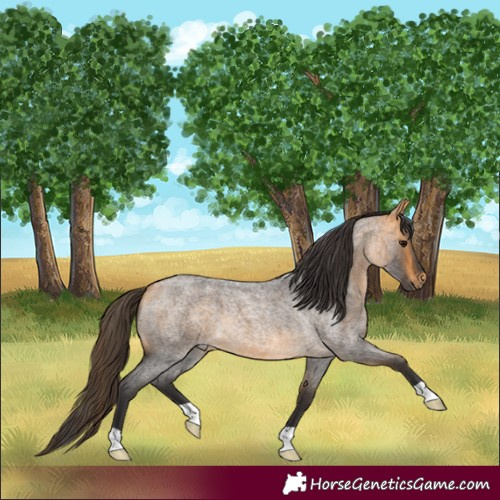 Horse Color:Buckskin Roan