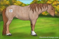 Horse Color:Red Roan Tobiano 