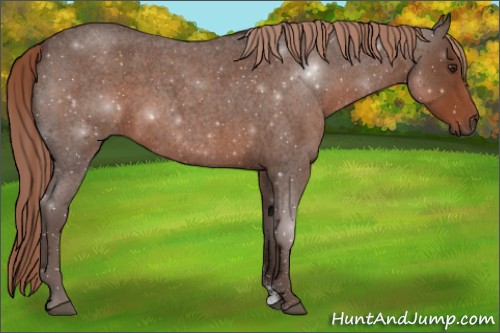Horse Color:Liver Red Roan Sabino 