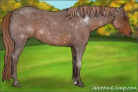 Horse Color:Liver Red Roan Sabino 