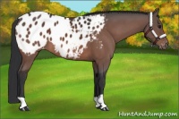 Horse Color:Bay Appaloosa
