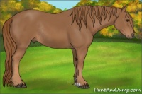 Horse Color:Chestnut Rabicano