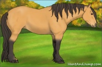 Horse Color:Buckskin 