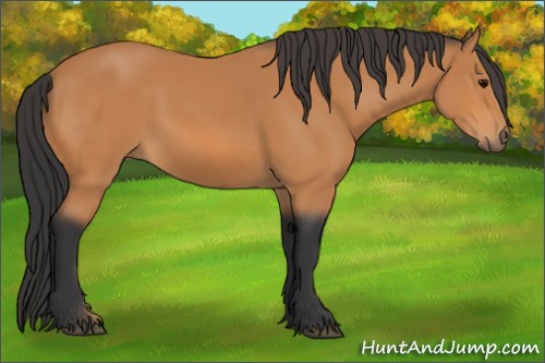 Horse Color:Bay Rabicano