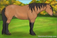 Horse Color:Bay Rabicano 