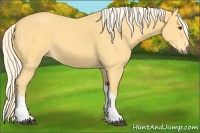 Horse Color:Palomino