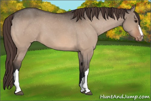 Horse Color:Bay Dun Appaloosa 
