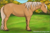 Horse Color:Palomino 