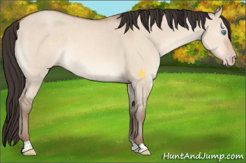 Horse Color:Amber Champagne Dun 