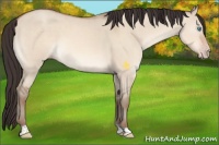 Horse Color:Amber Champagne Dun 