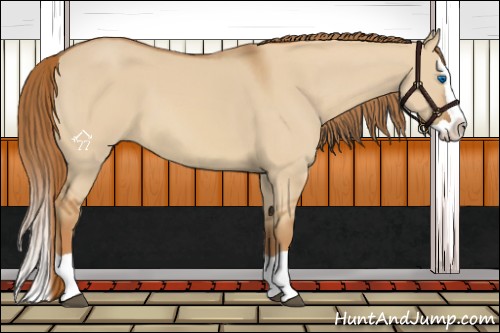 Horse Color:Red Dun Splash 
