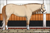 Horse Color:Red Dun Splash