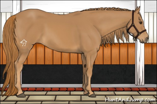 Horse Color:Chestnut Rabicano 