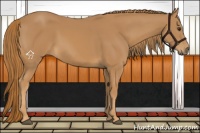 Horse Color:Chestnut Rabicano
