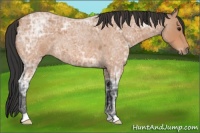 Horse Color:Bay Ice Roan 