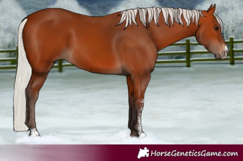 Horse Color:Silver Bay Sabino 