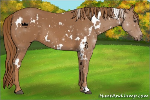 Horse Color:White Spotted Chestnut 