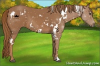 Horse Color:White Spotted Chestnut 