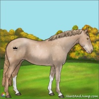 Horse Color:Chestnut Pearl 