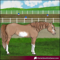 Horse Color:Red Dun Splash Frame 