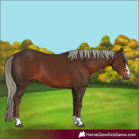 Horse Color:Liver Chestnut Mushroom