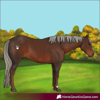 Horse Color:Liver Chestnut Mushroom 