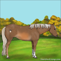 Horse Color:Chocolate Palomino Tobiano 