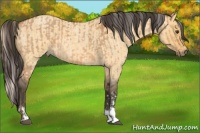Horse Color:Silver Bay Dun  and Buckskin Roan Dun 