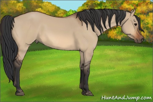 Horse Color:Bay Dun