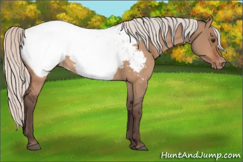 Horse Color:Silver Brown Dun Appaloosa 