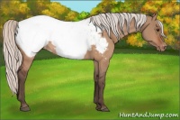 Horse Color:Silver Brown Dun Appaloosa 