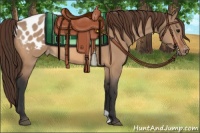 Horse Color:Bay Dun Appaloosa 