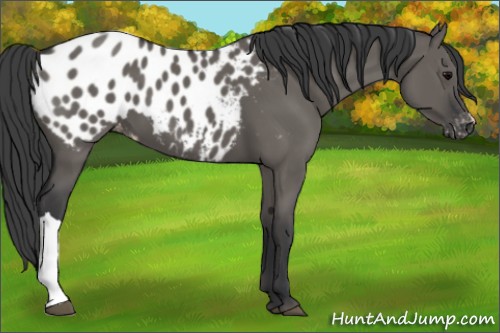 Horse Color:Grullo Appaloosa 