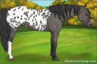 Horse Color:Grullo Appaloosa 