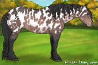 Horse Color:Platinum Bay Near Leopard 