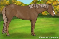 Horse Color:Chocolate Palomino 