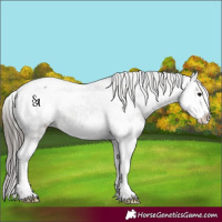 Horse Color:Platinum Grullo Splash Snowcap Rabicano 
