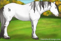 Horse Color:Platinum White Spotted Liver Chestnut Appaloosa 