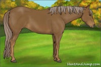 Horse Color:Chocolate Palomino 