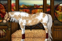 Horse Color:White Spotted Palomino 