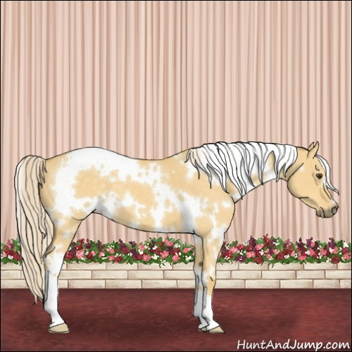 Horse Color:White Spotted Palomino Dun 