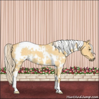 Horse Color:White Spotted Palomino Dun