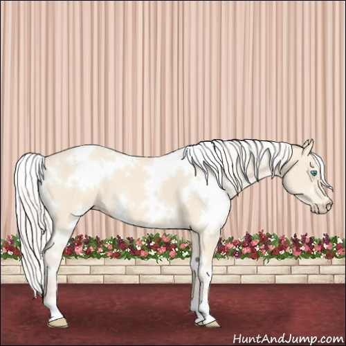 Horse Color:White Spotted Cremello 