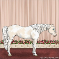 Horse Color:White Spotted Cremello 