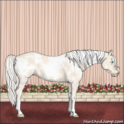 Horse Color:White Spotted Cremello 