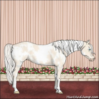 Horse Color:White Spotted Cremello 